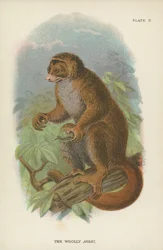 Der Wollige Avahi