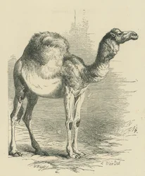 Das Dromedar (Gravur)