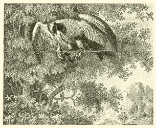 Der Falke und die Nachtigall (Gravur)