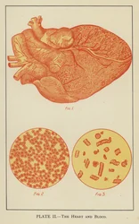 Das Herz und das Blut (Farblithographie)