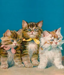 Drei kleine Kätzchen