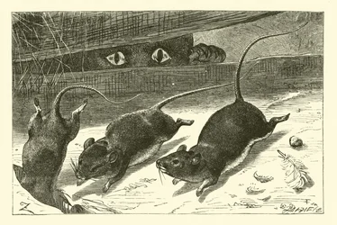 Drei kleine Mäuse