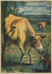 Däumling und die Kuh (Farblithografie)