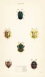 Schildkrötenkäfer: Omocerus bicornis 1, Cassida scalaris 2, Cassida micans 3, Cassida echinata 4, Cassida perforata 5, und Cassida luctuosa 6