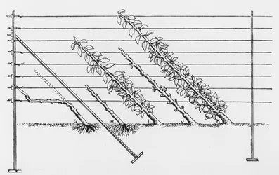 Formieren junger Bäume, aus Der Leitfaden für Obstbauern von John Wright, veröffentlicht ca. 1897-1905