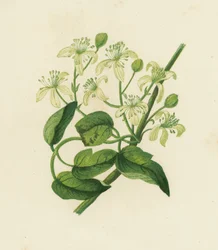 Gemeine Waldrebe, Clematis Vitalba