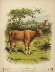 Zwei Kühe