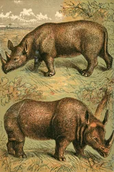 Zweihorniges Nashorn und Einhornnashorn