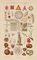 Unter dem Mikroskop: Gregarinida, Polycystina, Foraminifera, Rotifera, etc.