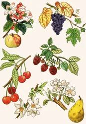 Unidentifizierte Montage von Früchten und Beeren