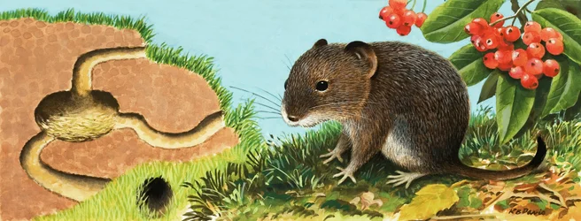 Unidentifizierte Maus und ihr Haus