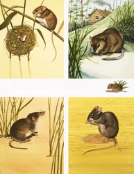 Unidentifizierte kleine Säugetiere, darunter Mäuse und Wühlmäuse