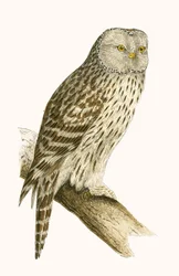 Ural-Eule, Illustration aus 