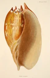 Veluta Georgina, veröffentlicht 1833, handkolorierte Gravur