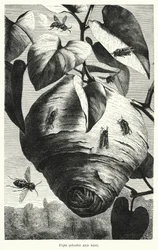 Vespa sylvestris und Nest