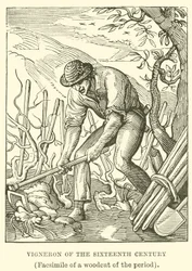 Weinbauer des sechzehnten Jahrhunderts