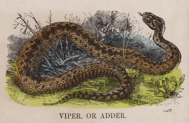Viper oder Otter