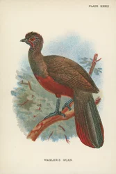 Waglers Guan