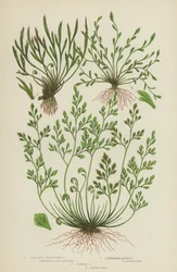 Mauerraute, Wechselblättrige Milzblume, Gabelige Milzblume