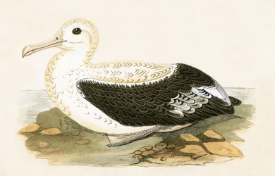Wanderalbatros, Illustration aus 