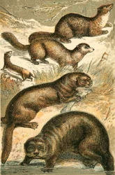 Wiesel, Zobel, Marder, Otter und Seeotter