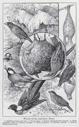 Webervögel und ihre Nester