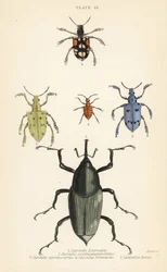 Rüsselkäfer und Käfer: Curculio latreillii, Curculio sexdecempunctatus, Trichaptus mutillarius, Pissodes castaneus und Calandra heros