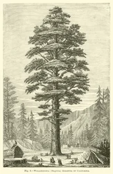 Wellingtonia (Sequoia) Gigantea von Kalifornien