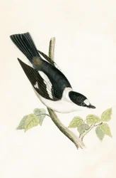Weißhalsfliegenschnäpper, Illustration aus 