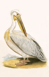 Weißer Pelikan, Illustration aus 