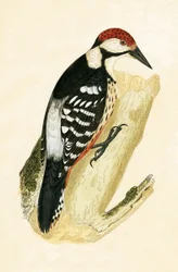 Weißrückenspecht, Illustration aus 