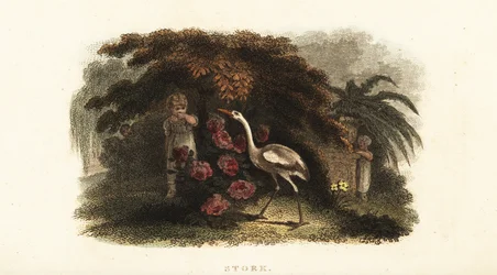 Weißstorch, Ciconia ciconia, spielt Verstecken mit Kindern im Garten