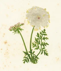 Wilde Möhre, Daucus Carota