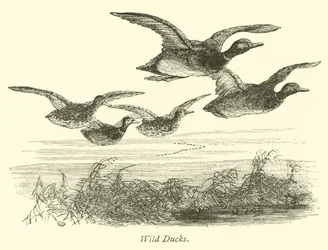 Wildenten