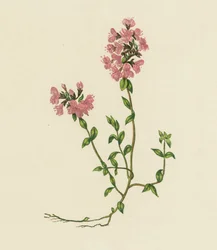 Wilder Thymian, Thymus Serpyllum