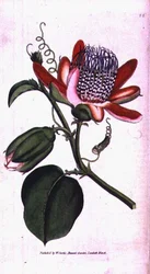 Geflügelte Passionsblume (Passiflora alata), Tafel 66 aus William Curtis