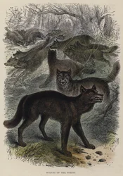 Wölfe des Waldes (kolorierte Gravur)