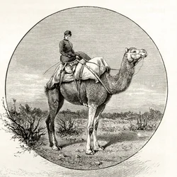 Frau auf einem Kamel in Australien, ca. 1880, aus 