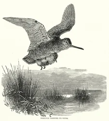 Waldschnepfe trägt ihre Jungen (Gravur)