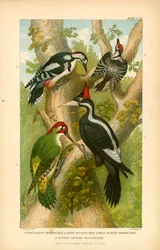 Spechte (Farblithografie)