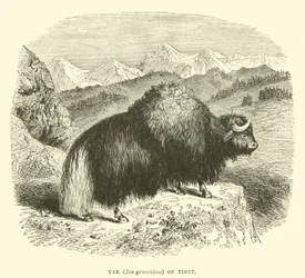 Yak (Bos grunniens) von Tibet