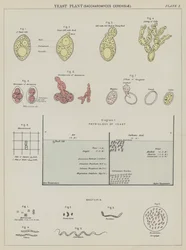 Hefepilz, Saccharomyces Cerevisiae