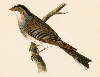 Gelbbrauenammer, Illustration aus 