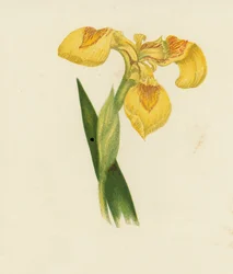 Gelbe Schwertlilie, Iris Pseudacorus