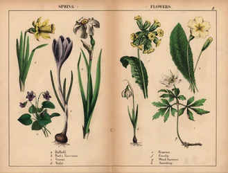 Gelbe Narzisse, weiße Dichternarzisse, lila Krokus, lila Veilchen, gelbe Primel, gelbe Schlüsselblume, weiße Buschwindröschen und weiße Schneeglöckchen, aus "The Instructive Picturebook, or Lessons from the Vegetable World," [Charlotte Mary Yonge], Edinbur