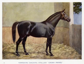 Yorkshire-Kutschhengst "Crown Prince"