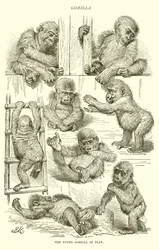 Junger Gorilla beim Spielen