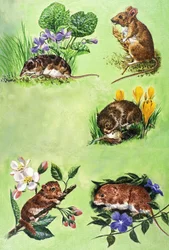 Mäuse, Wühlmäuse und Spitzmäuse