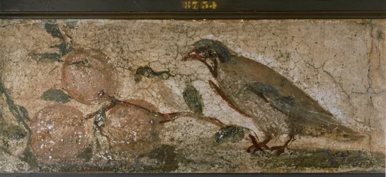 Vogel und Früchte aus Pompeji, Italien