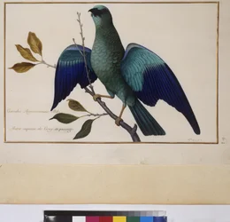 Vollseite: Tierstudie, um 1650-75